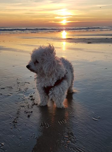 Kleiner süßer Hund am Strand bei Sonnenuntergang