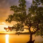 Baum, der mitten im See seine Wurzeln schlägt bei Sonnenuntergang