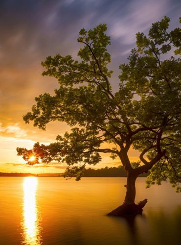 Baum, der mitten im See seine Wurzeln schlägt bei Sonnenuntergang