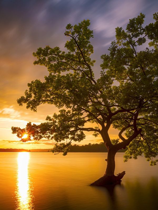 Baum, der mitten im See seine Wurzeln schlägt bei Sonnenuntergang