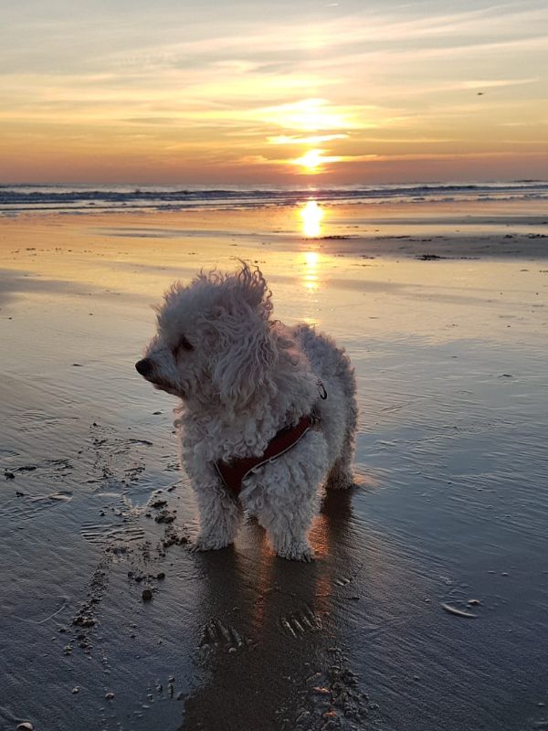 Kleiner süßer Hund am Strand bei Sonnenuntergang